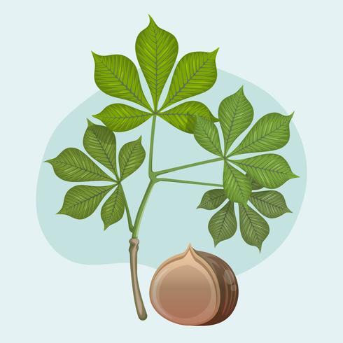 Buckeye With Leaf Vector Illustration