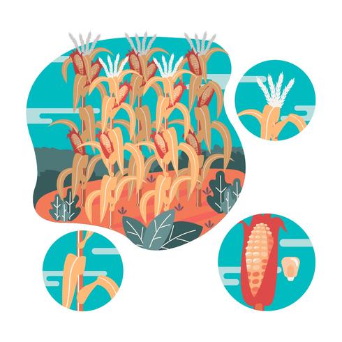 Corn Stalks Vector Illustration