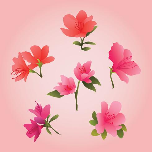 Beautiful Azalea Flowers Imagen prediseñada vector