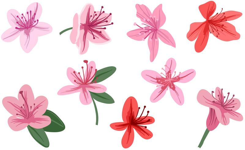 Azalea 3 Vectors