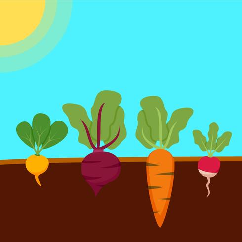 Outstanding Vegetable Garden Vectors