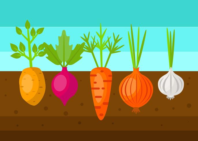 Fresh Vegetable Garden Vector 202991 Vector Art at Vecteezy