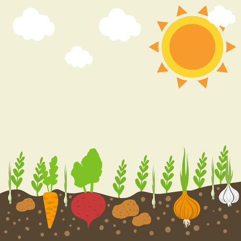 Vegetables Garden vector