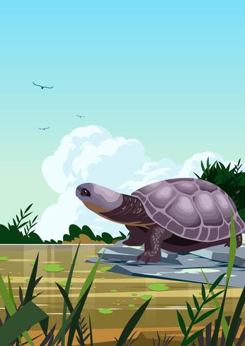 Swamp Turtles vector