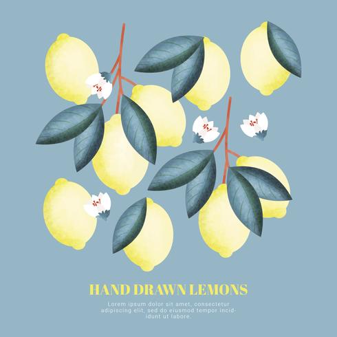 Vector Hand Drawn Lemons