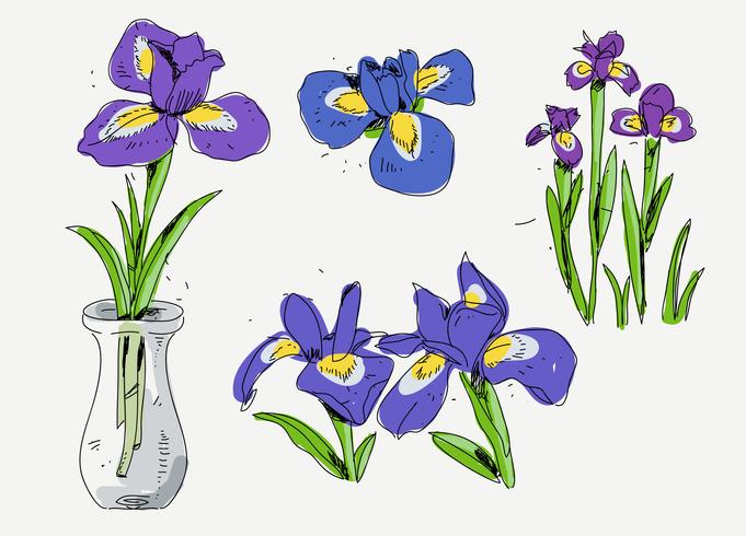 Ilustración de vector de boceto de flores de iris dibujado a mano