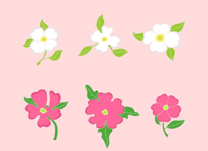 Dogwood Flowers vector