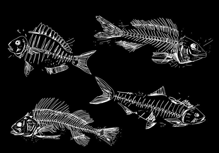 Fish Skull Vector Art, Icons, and Graphics for Free Download