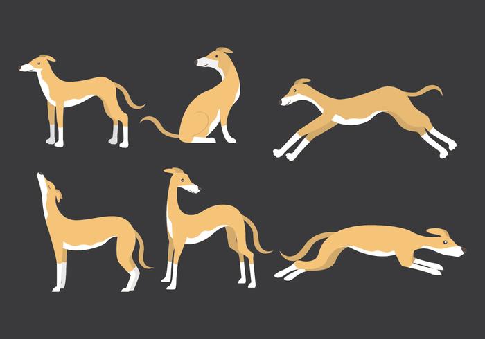 Iconos planos de Whippet vector