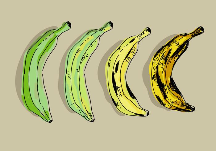 Plantain Color Transformation Hand Drawn Vector Illustration