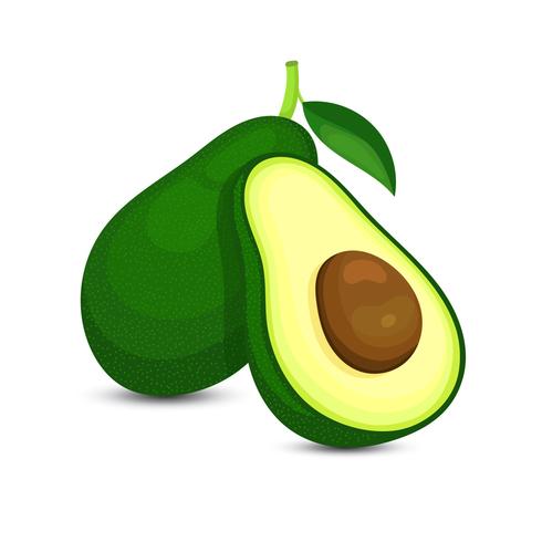 Ilustración de aguacate vector