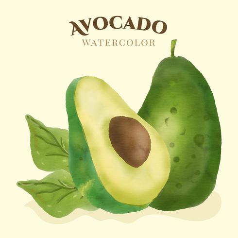 Avocado Watercolor Vector