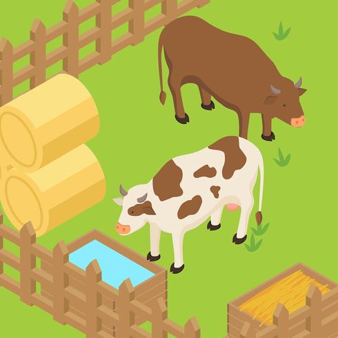 Cattle Isometric Vector