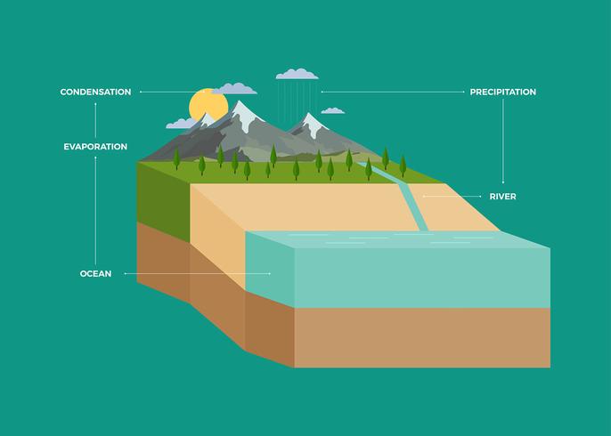 Infografía del ciclo del agua vector