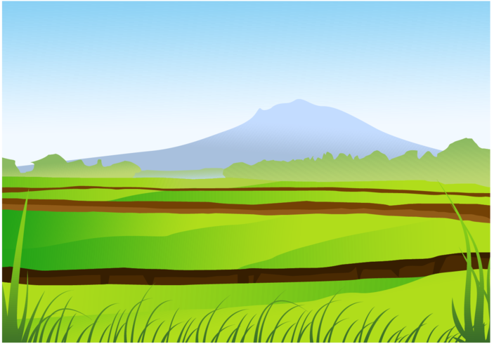 Rice Field Vector