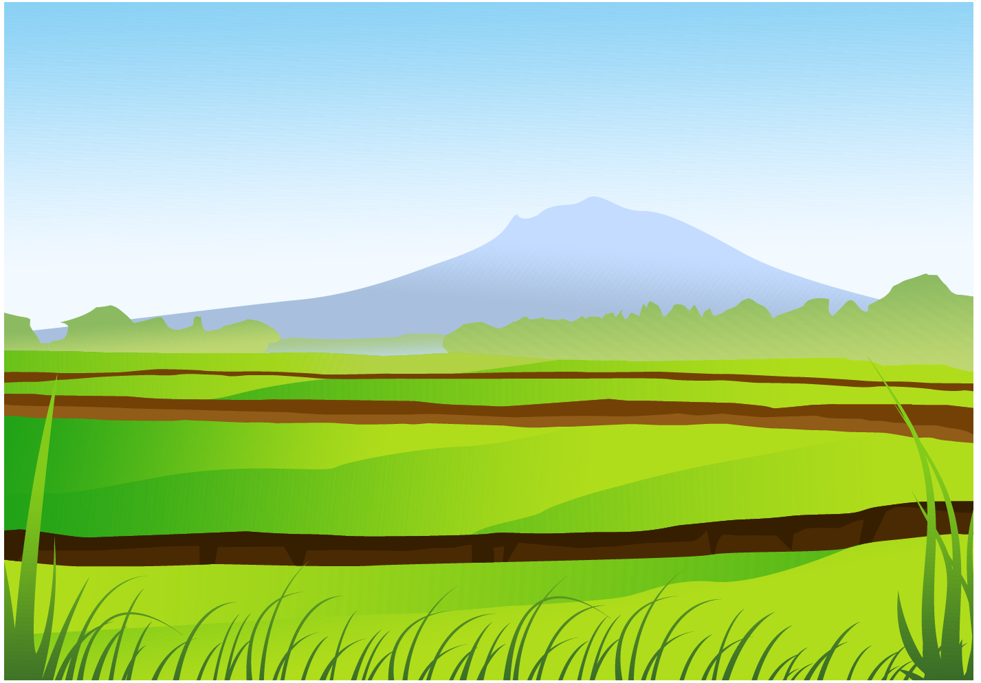 Rice Field ClipArt