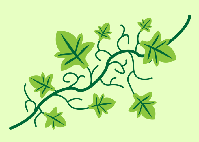 ivy vine vector