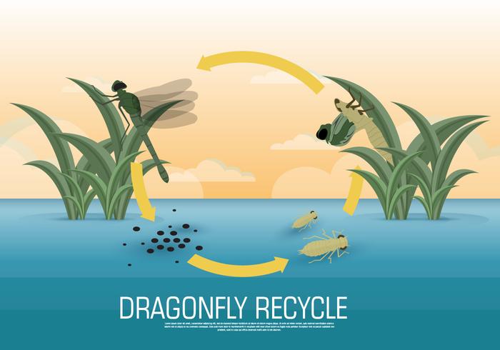 Dragonfly Lifecycle Vector Illustration
