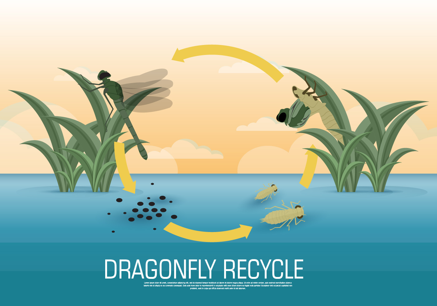 Life Cycle Dragonfly Worksheet Life Cycle of Dragonfly. Sequence of