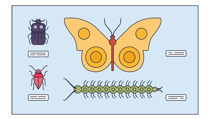 Study Insects Vector