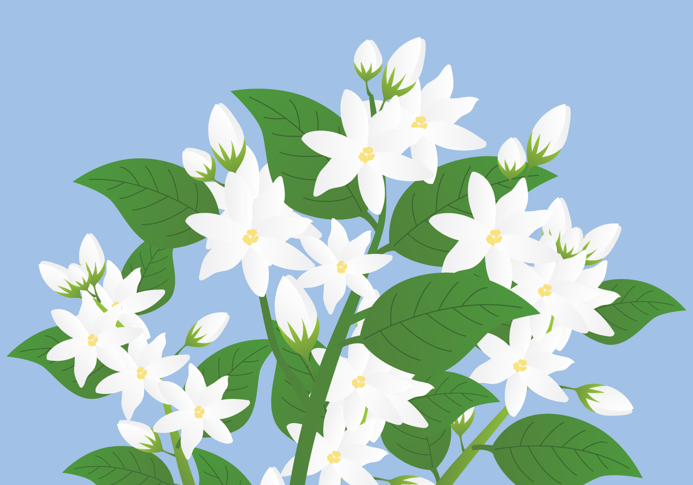 Jasmine Vector Illustration - Download Free Vectors, Clipart Graphics & Vector Art