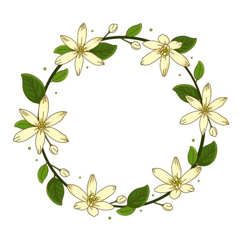 Wreath Jasmine Flower Background Illustration vector