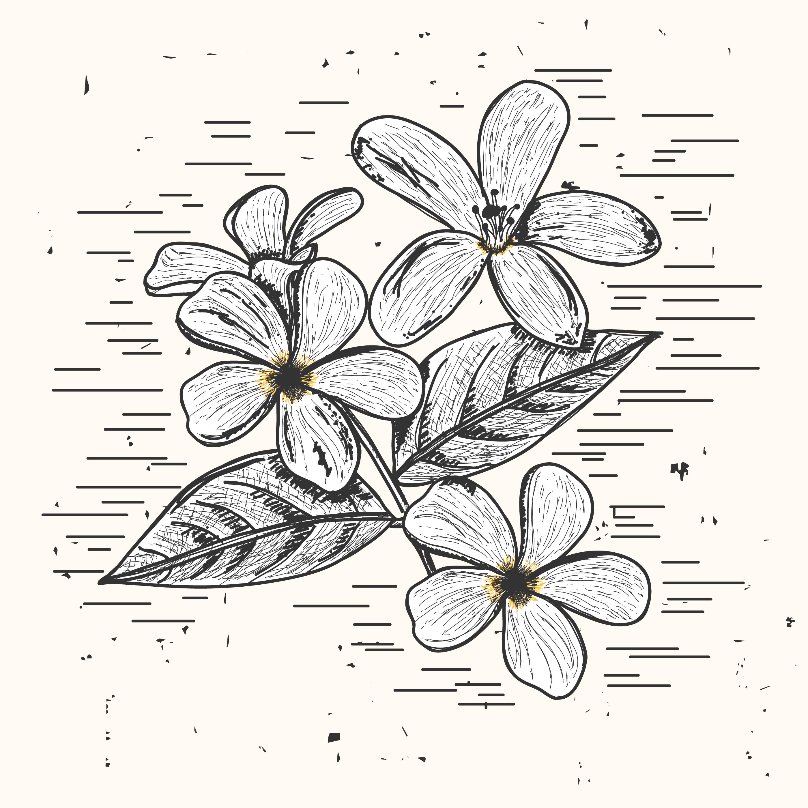 Free Free 89 Jasmine Flower Svg Free SVG PNG EPS DXF File