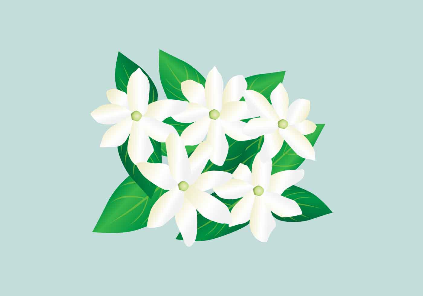 Free Free Jasmine Flower Svg Free 269 SVG PNG EPS DXF File