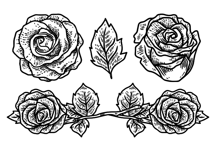 Ilustración vectorial de rosas vector