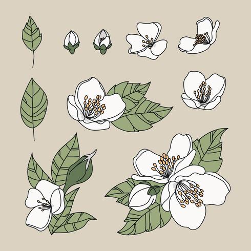 Doodled Jasmine Flowers vector