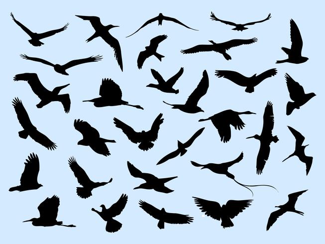 30 diferentes aves voladoras vector