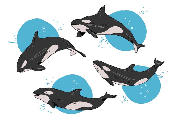 Killer Whales Pose Hand Drawn Vector Illustration