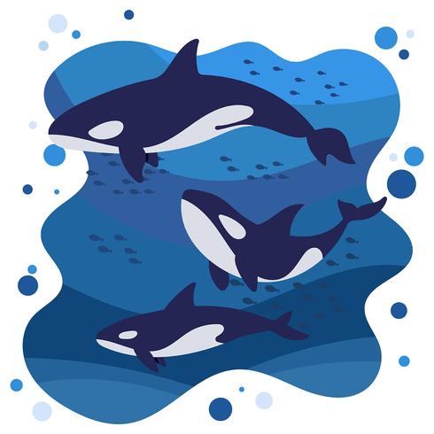 Ilustración de las orcas vector