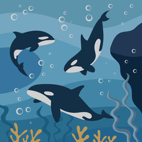 Killer Whales Illustration vector