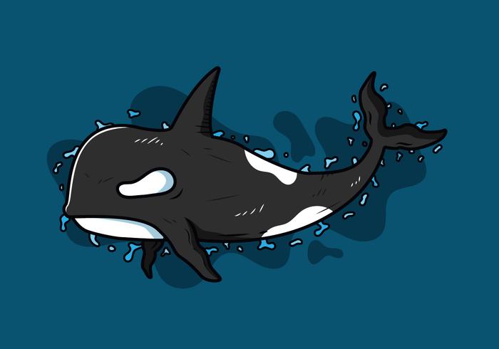 Killer Whales Vector