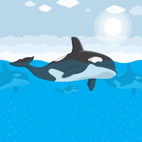 Ilustración de vector de orca