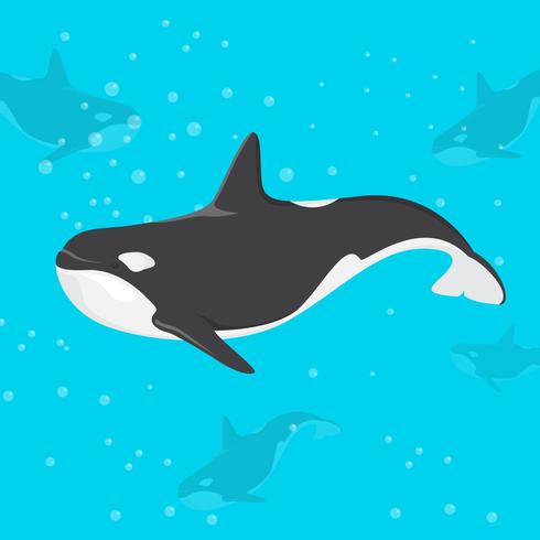 Ilustración de vector de orca