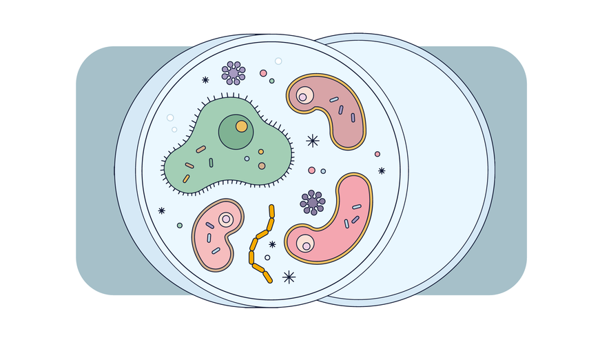 Vector de microorganismos