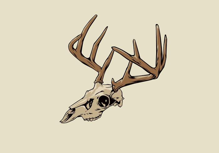 Deer Skull Vector Illustration