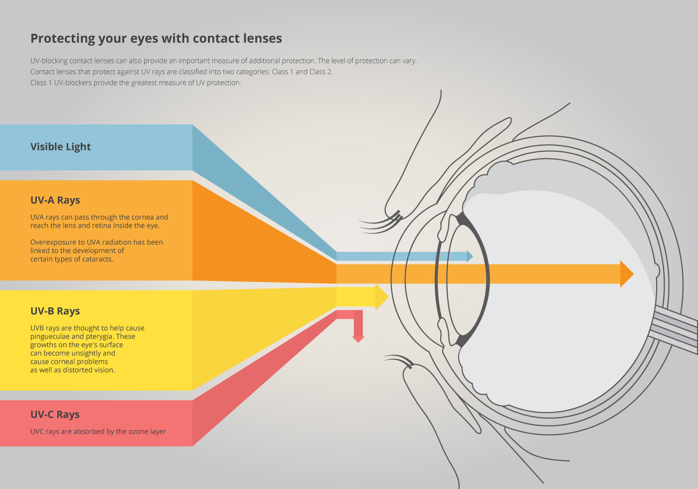 Visible Light Through The Eyes. Visible Color. 230231 Vector Art at