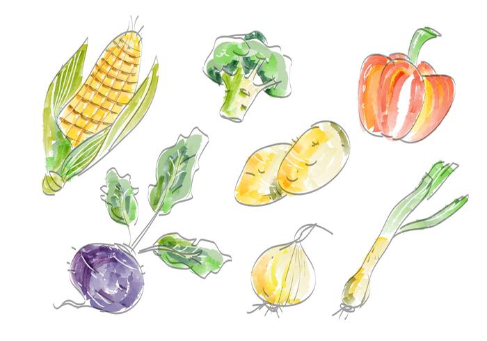 Fresh Vegetables Vector Set Watercolor Illustration