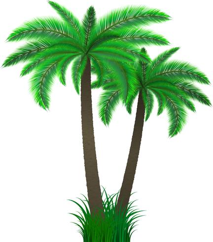 Palm trees vector