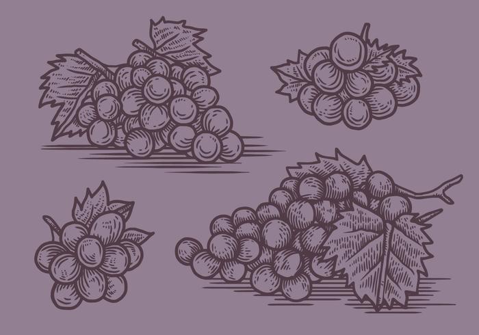 Ilustración vectorial de uvas vector