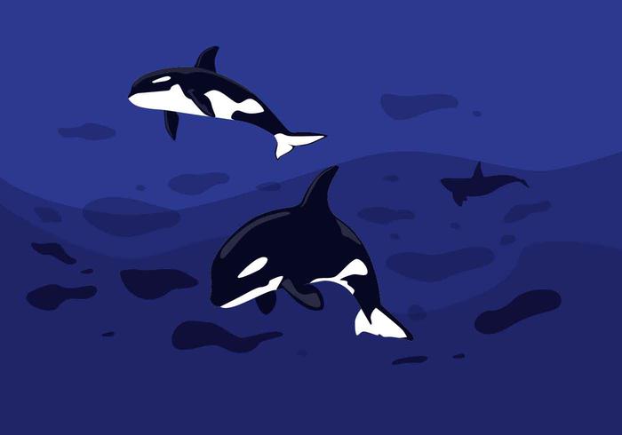 Killer Whales Vector Illustration