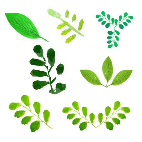 Green trees leaves set vector illustration