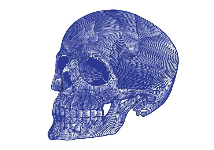 skeleton linocut vector