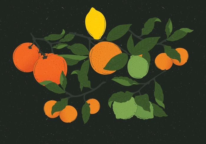 Vector de ilustraciones Vintage Citrus