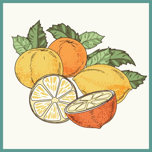 Dibujado a mano Vintage Ilustración de cítricos o limón con estilo de puntillismo vector