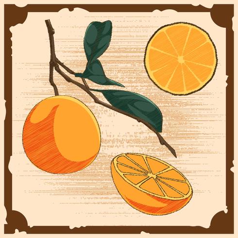 Unique Vintage Citrus Illustrations Vectors