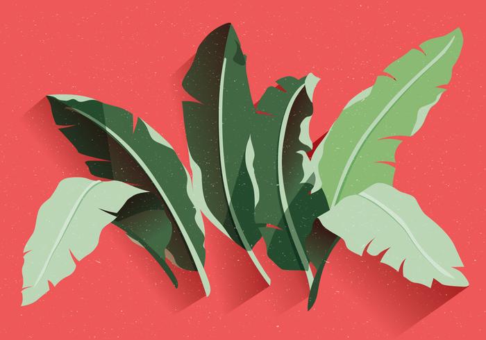 Banana Leaf Vector